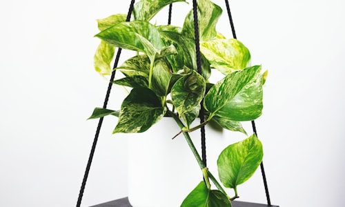 世界杯决赛精彩瞬间：球员庆祝进球